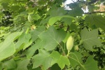 Unser Tulpenbaum bl�ht heuer wieder!!!